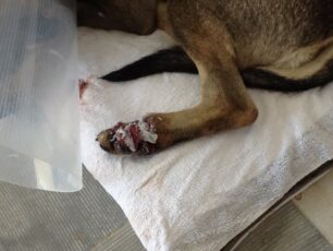 Σε παράνομο δόκανο παγιδεύτηκε σκύλος στη Σάντα Μαρία της Πάρου